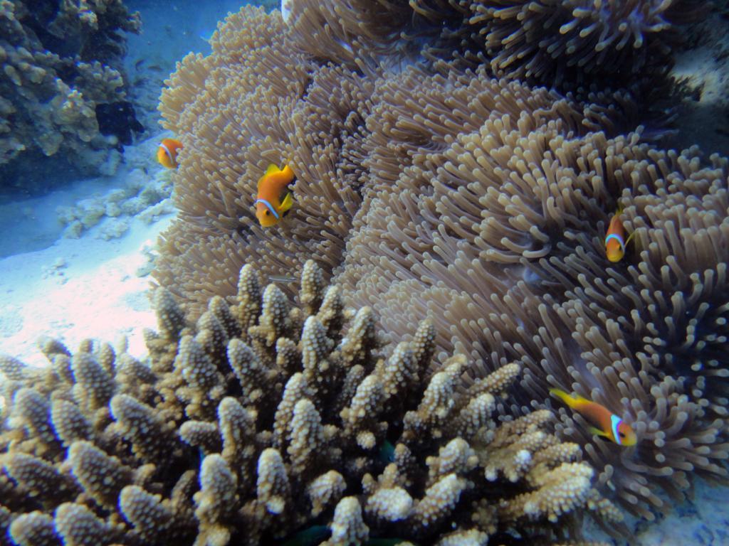 Maafushi Village Alifu Dhaalu Atol Buitenkant foto